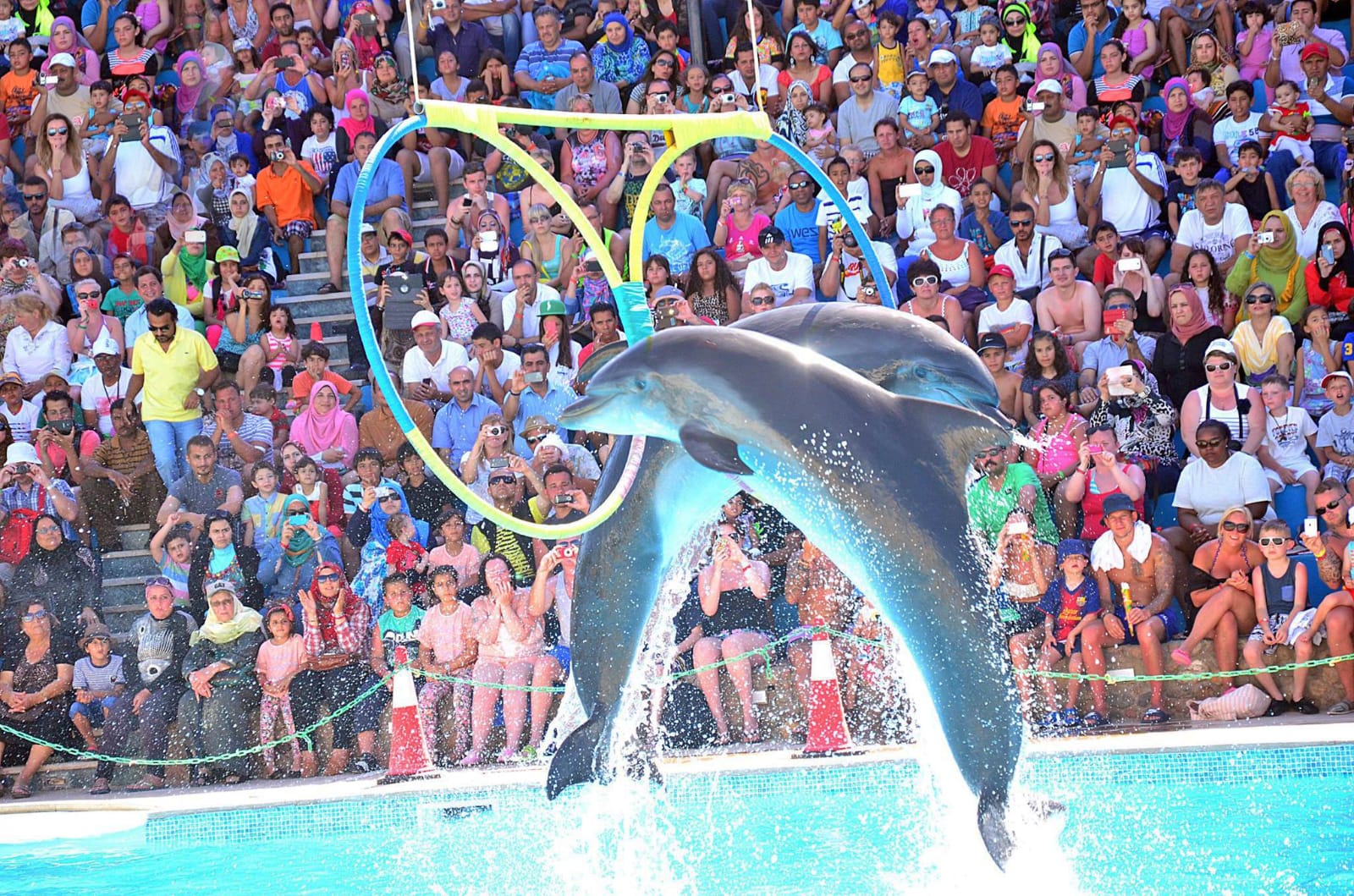 Dolphin area trip from Sharm El Sheikh
