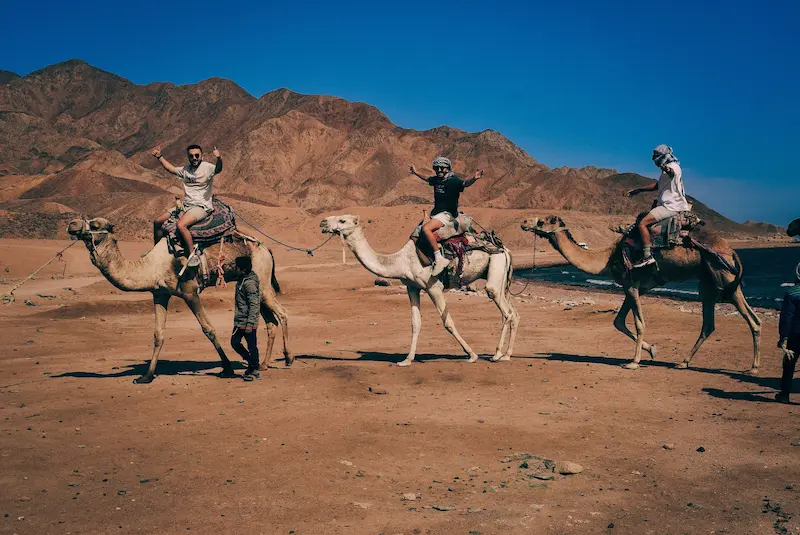 Bedouin dinner and camel riding in Sharm El Sheikh